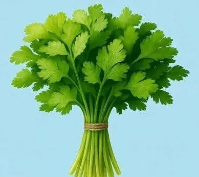 cilantro
