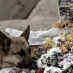 9fdcf0b5-c304-4210-2b94-08de3be37656_tv_w800_h450620653