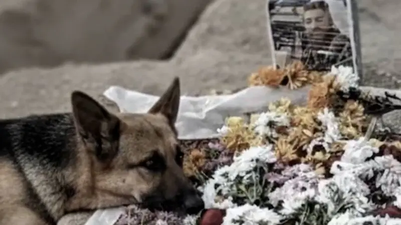 9fdcf0b5-c304-4210-2b94-08de3be37656_tv_w800_h450620653