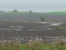 wpid-cornfield-wet-jpg