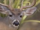 wpid-deer-hunt-jpg