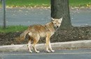 wpid-coyote-on-street-jpg-5