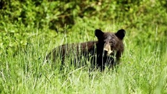 wpid-black-bear-2-jpg