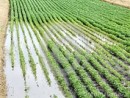 wpid-flooded-soybean-field-jpg