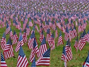 american-flags-planted