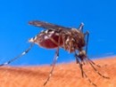 wpid-mosquito-jpg