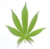 wpid-marijuana-leaf-jpg