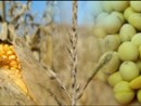 wpid-corn-and-soybeans-jpg