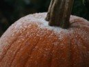 wpid-frost-on-the-pumpkin-jpg