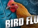 wpid-bird-flu-3-jpg