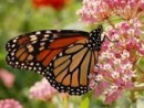 wpid-monarch-butterfly-on-milkweed-jpg-2
