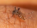 mosquito-2-jpg