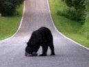 black-bear-in-corydon-jpg