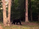 black-bear-in-scott-county-jpg