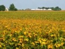 goodwin-soybeans-field