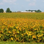 goodwin-soybeans-field