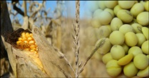 corn-and-soybeans-jpg