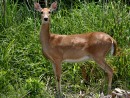 deer-doe-jpg