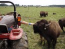 bison-in-northwest-indiana