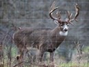deer-fenced-in-preserve-jpg
