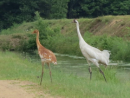 whooping-cranes-png