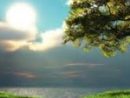 goodwin-tree-an-sun-and-clouds-jpg