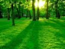 goodwin-green-grass-and-trees-jpg