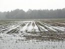 rain-soaked-cornfield