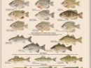 fish-chart-jpg
