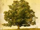 cunningham-tree