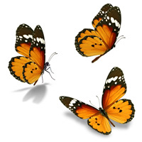 cunningham-butterflies