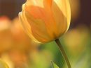 emmons-tulip