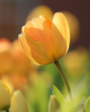 emmons-tulip