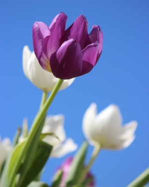 emmons-tulips