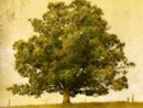 glasser-tree