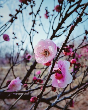 emmons-blossom