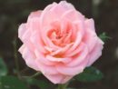 emmons-pink-flower