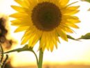 emmons-sunflower