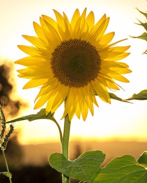 emmons-sunflower