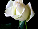 emmons-single-white-rose