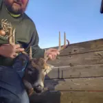 Jim Woodcock - Roger 450, 8pt