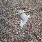 Randy Preston - Bushmaster 450 / 6 point