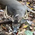 Roger Allion - 12 gage winchester - 8 point