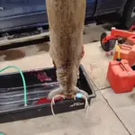 Steven VanCamp - 7pt - 450 ledgend