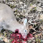 Bailey Guy - 8pt - 450 legend