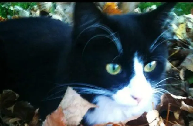 36870000_2055112207840462_284160714250125312_n