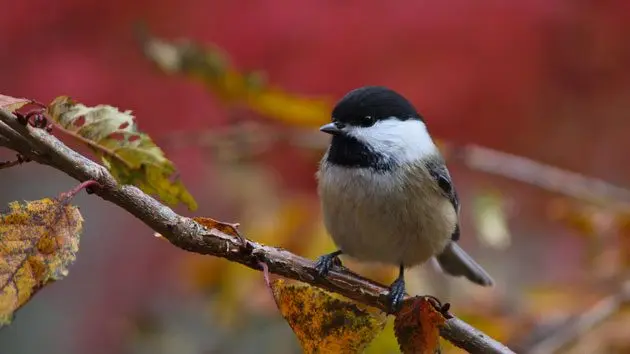 100518_thinkstock_bird