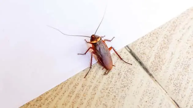 istock_070319_roaches
