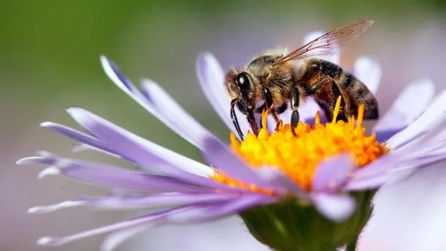 istock_7919_honeybee