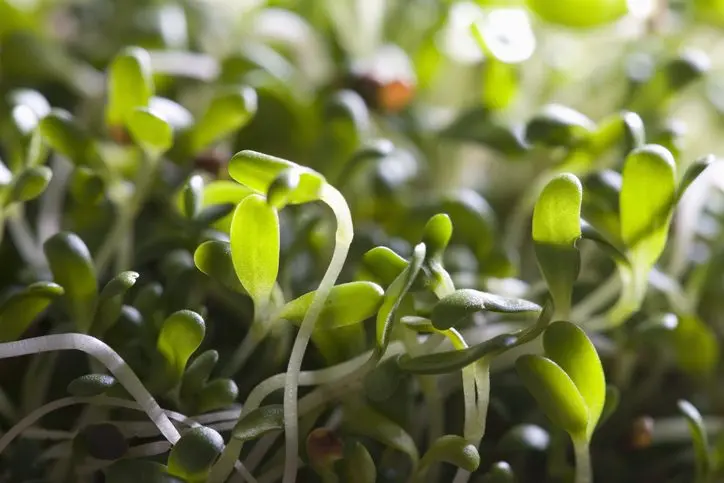 gettyimages_alfalfa_011923634242